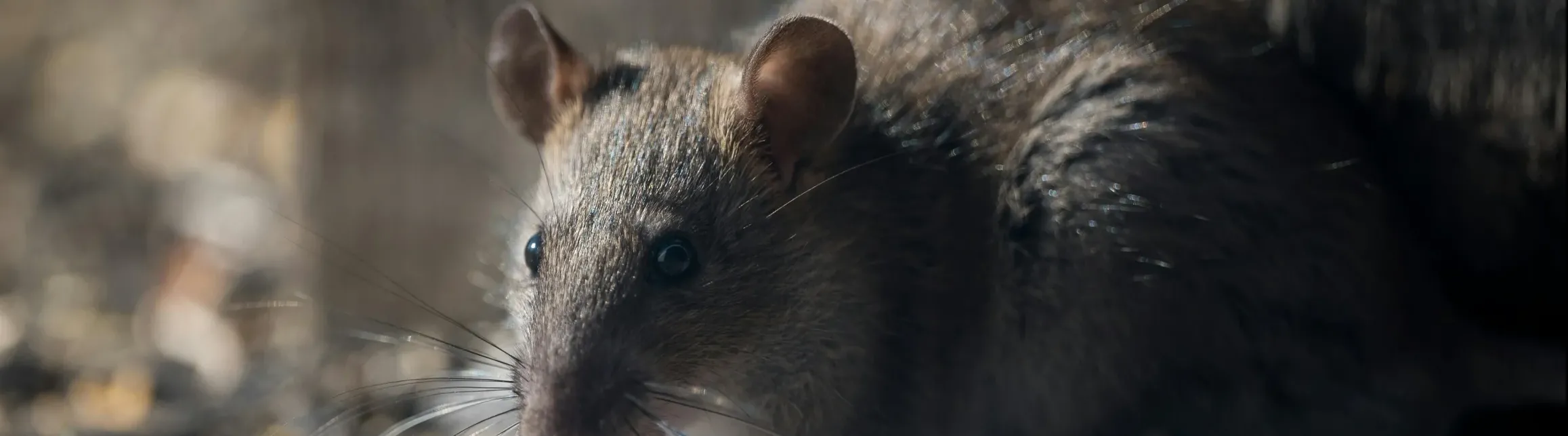 Rodent Removal Brisbane