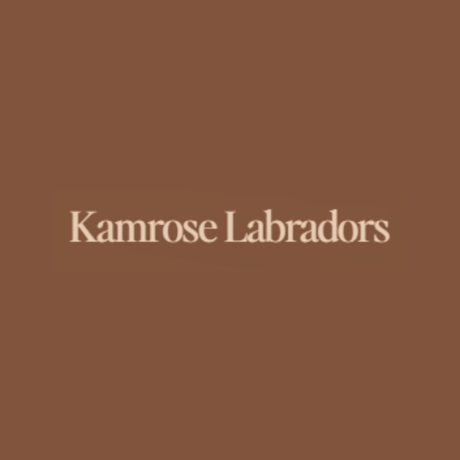 Kamrose  Labradors